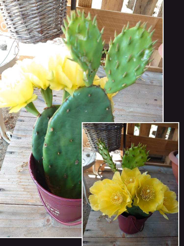 ウチワサボテンの投稿画像 By Qooさん 多肉植物とサボテンの花と黄色い花とタニラー 月6月25日 Greensnap グリーンスナップ