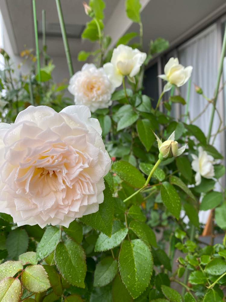 バラ ボレロの投稿画像 By Mayuka さん ボレロと薔薇 とno Rose No Lifeと新型コロナウイルス拡げない と薔薇 愛同盟とteamほほえみとコロナウイルスの終息を願う とこんな時こそ花をとgsのみなさんに感謝 とおうち園芸とバラ 鉢植えとコロナおしりペンペン ὢ