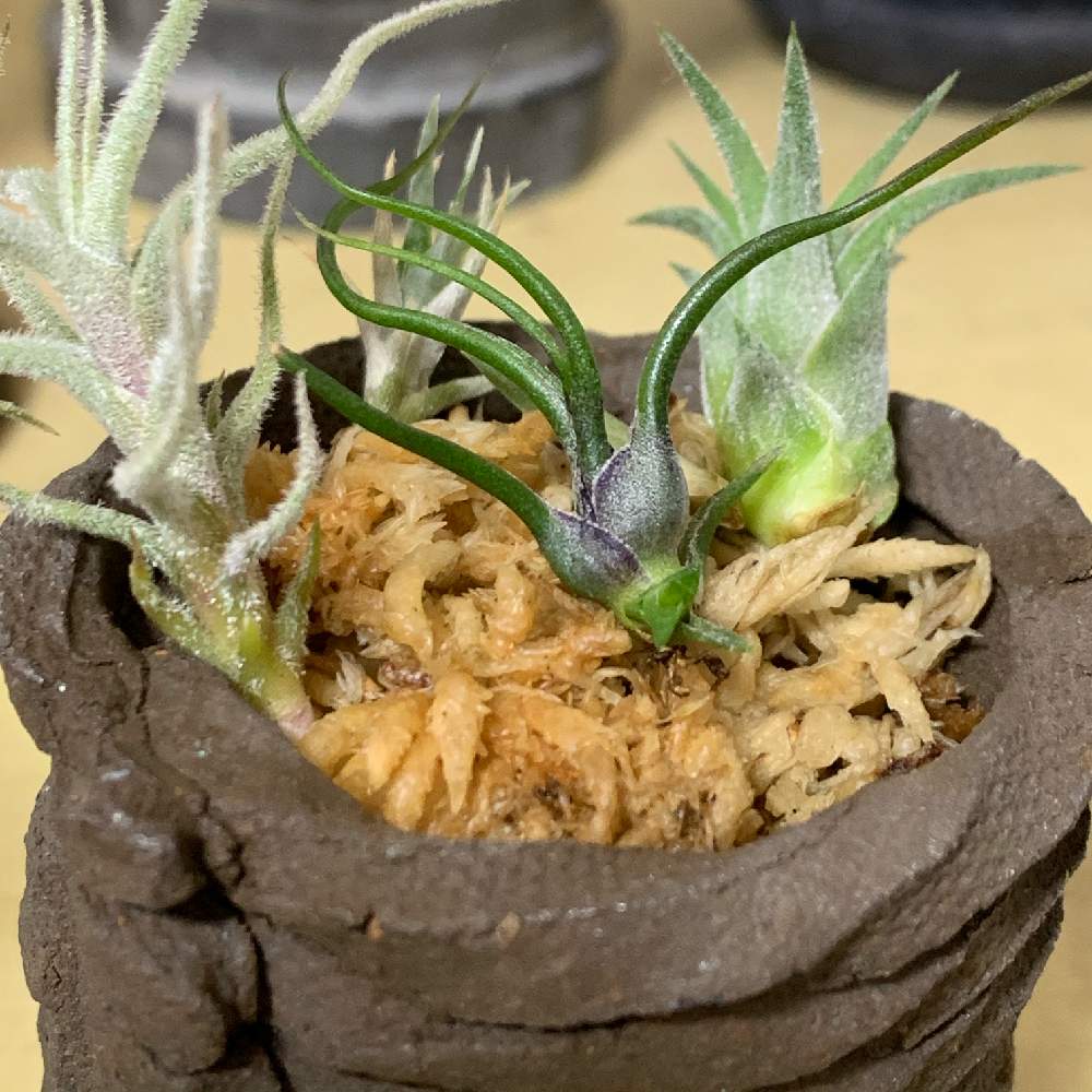 エアプランツ チランジアの投稿画像 By Coroさん T ブルボーサ ミニブラジルとブルボーサ とチラが好き とエアープランツ チランジア 月6月25日 Greensnap グリーンスナップ