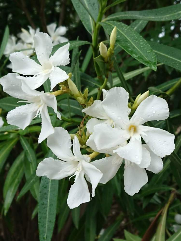 よっしぃさんの投稿画像 月6月25日 Greensnap グリーンスナップ