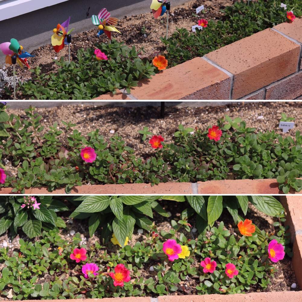 ポーチュラカの投稿画像 By Yuka さん 花壇と花のある暮らしとおうち園芸 月6月25日 Greensnap グリーンスナップ
