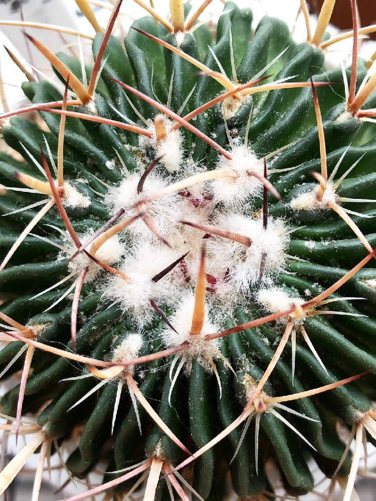 縮玉の投稿画像 By りえさん サボテン初心者と植中毒とエキノフォスロカクタス 縮玉とサボテン 縮玉と多肉初心者 月6月25日 Greensnap グリーンスナップ