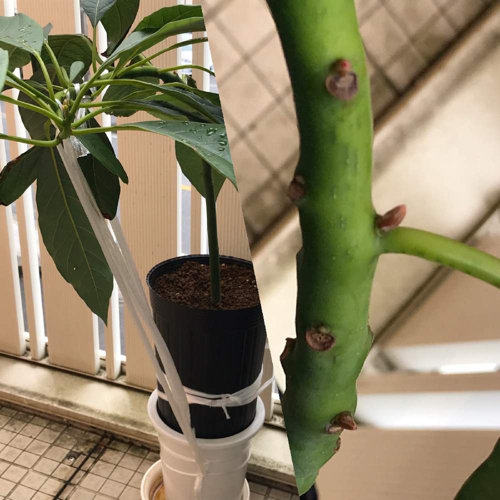 アボカドの投稿画像 By でんちゃんさん アボガドの種からとアボカド栽培 月6月25日 Greensnap グリーンスナップ