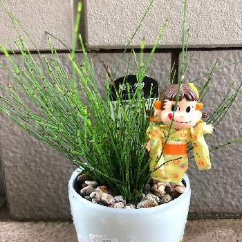 姫トクサの投稿画像一覧 Greensnap グリーンスナップ