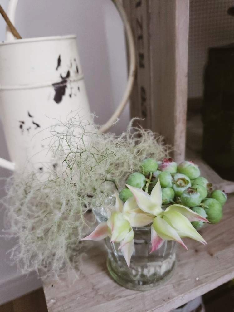 スモークツリーの投稿画像 By Mami さん セルリアとブルーベリーと花瓶と花のある暮らしと北海道とうちの花 月6月25日 Greensnap グリーンスナップ