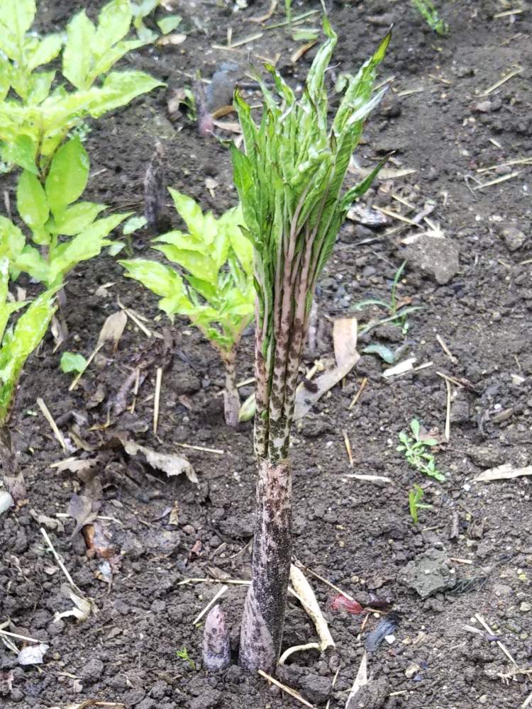 蒟蒻芋の葉の投稿画像 By ももこさん 畑とおうちde菜園とお庭のお花とおうち園芸と蒟蒻芋の花と花のある暮らしとおうちde菜園とお庭のお花とおうち園芸と 蒟蒻芋の花と花のある暮らし 月6月25日 Greensnap グリーンスナップ Greensnap グリーンスナップ