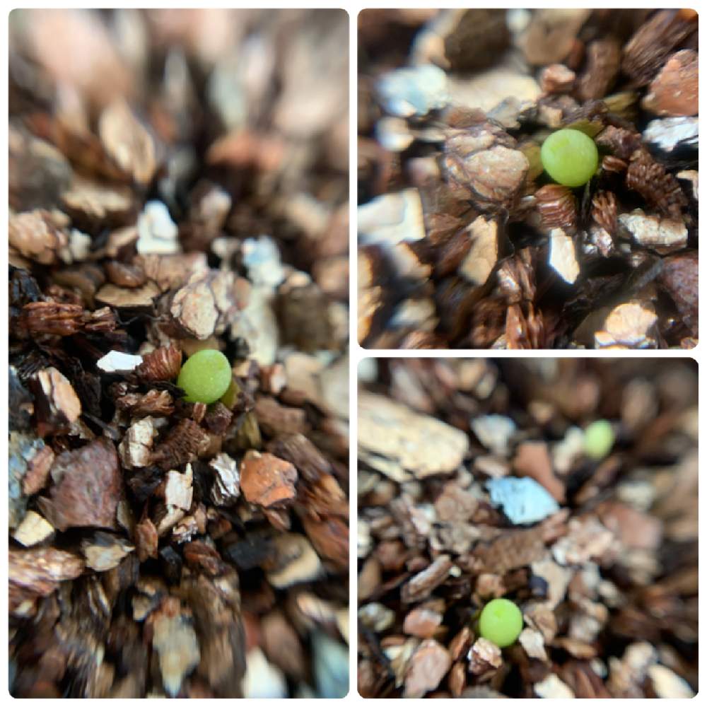 サボテンのあかちゃんの投稿画像 By すーちゃんさん スーパーバラ丸とサボちゃんと サボテンとサボテンの赤ちゃんとおうち園芸とすーちゃんのサボテン 月6月25日 Greensnap グリーンスナップ