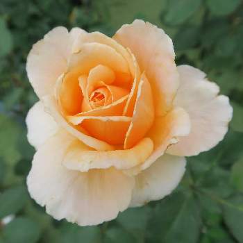 ジャスト・ジョーイの画像 by たけのこさん | 小さな庭とばら バラ 薔薇と鉢植えと花のある暮らしとジャスト・ジョーイと鉢植え♡