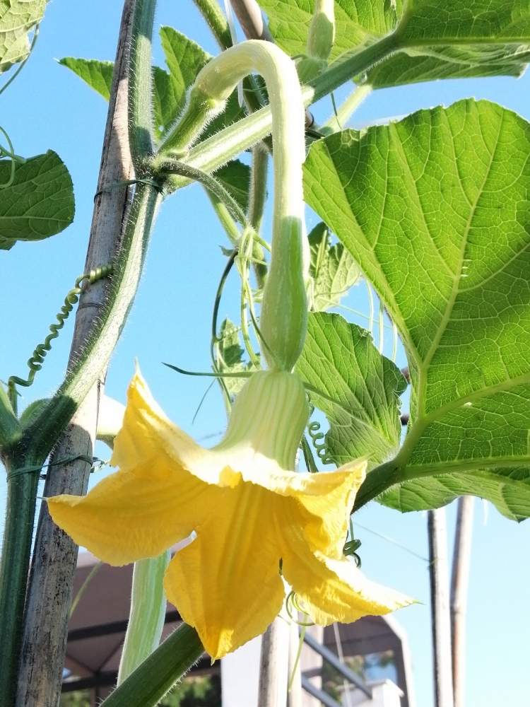 ズッキーニ トロンベッタの投稿画像 By Yukakoさん お野菜とおうちde菜園とイタリアと黄色い花と夏野菜 月6月25日 Greensnap グリーンスナップ