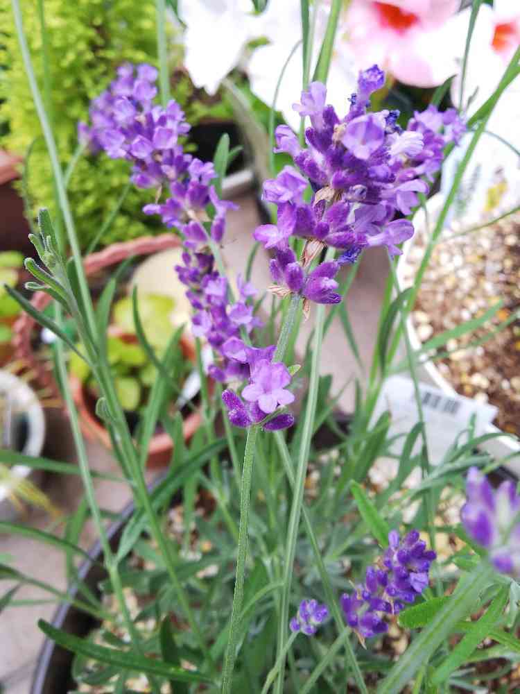 ラベンダー様オーダー ラベンダーのビオラモチーフ刺繍ドレス S/AIMERのレンタル｜11-2137