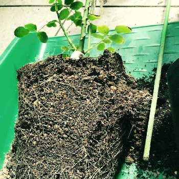 井上謙二の投稿画像一覧 Greensnap グリーンスナップ