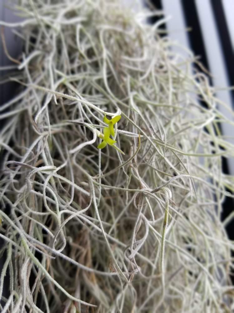 ウスネオイデスの投稿画像 By Airiさん エアプランツとウスネオイデスの花 月6月25日 Greensnap グリーンスナップ