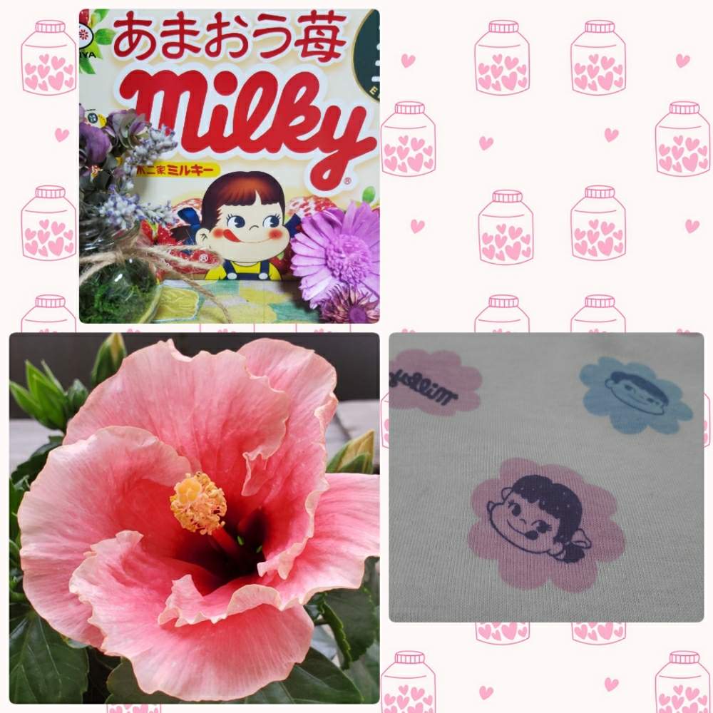 ペコちゃん祭りの投稿画像 By Haruruさん ピンク ピンクと元気 とおうち園芸と ハイビスカスと花のある暮らしとかわいいな とチーム福岡 月6月25日 Greensnap グリーンスナップ