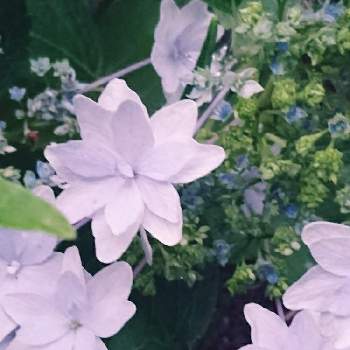 ６月の花の画像 by あさがおさん | 広い庭と６月の花と紫陽花♡とおうち園芸ときれいだね〜〜❣️と毎年咲くと花のある暮らしと6月の庭と紫陽花 すみだのはなび