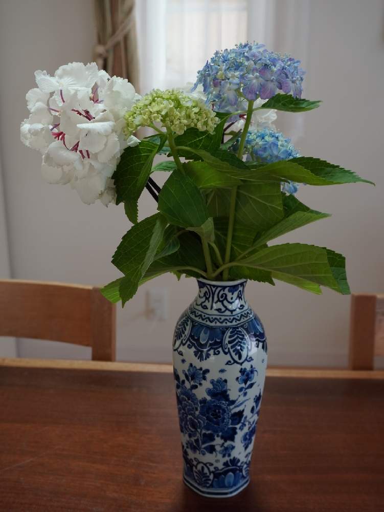 紫陽花 アジサイ あじさいの投稿画像 By ゆふさん 花瓶入れただけと美しい 月6月25日 Greensnap グリーンスナップ
