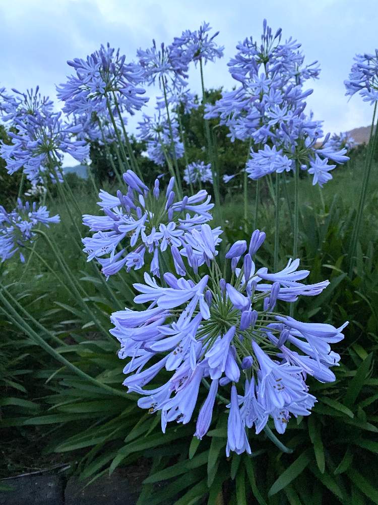 アガパンサスの投稿画像 By 茶々マンマさん 月6月25日 Greensnap グリーンスナップ