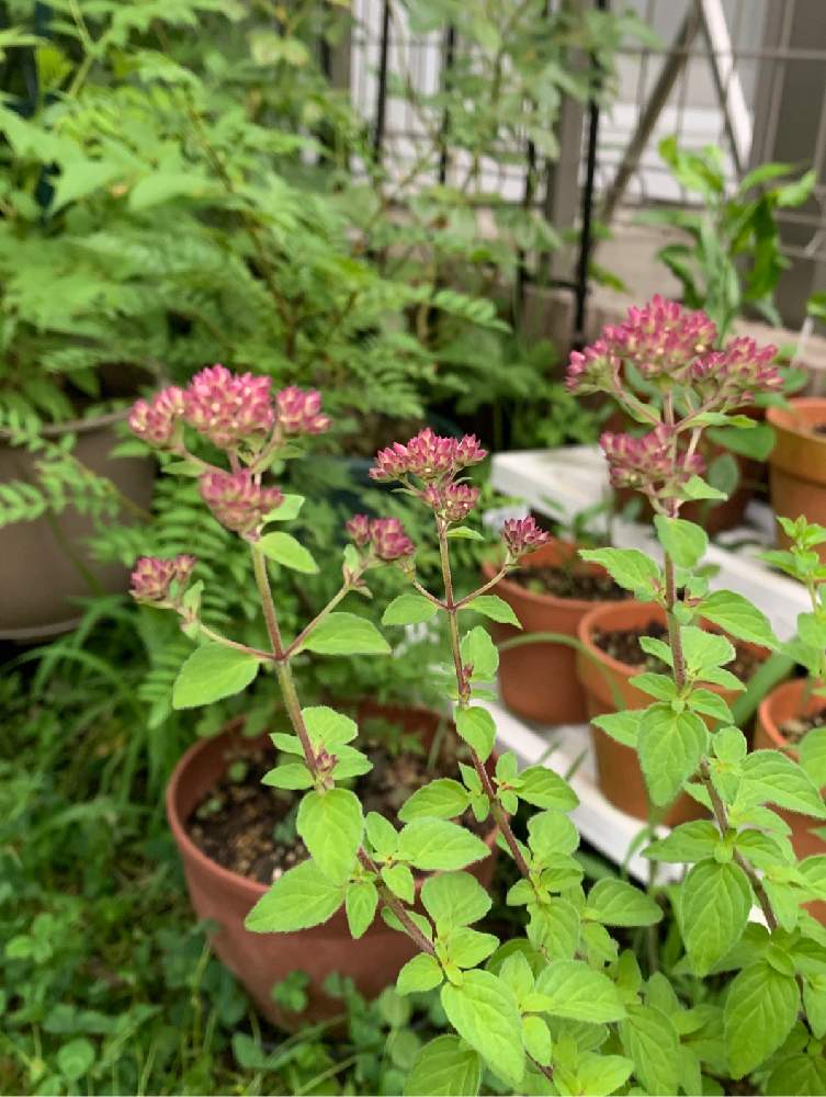 オレガノの投稿画像 By Moriさん 小さな庭とハーブ オレガノとおうちde菜園とおうち園芸とオレガノ とハーブと小さな小さな庭と家庭菜園奮闘日記と ハーブ オレガノとおうちde菜園とおうち園芸とオレガノ とハーブと小さな小さな庭と家庭菜園奮闘日記 月6月