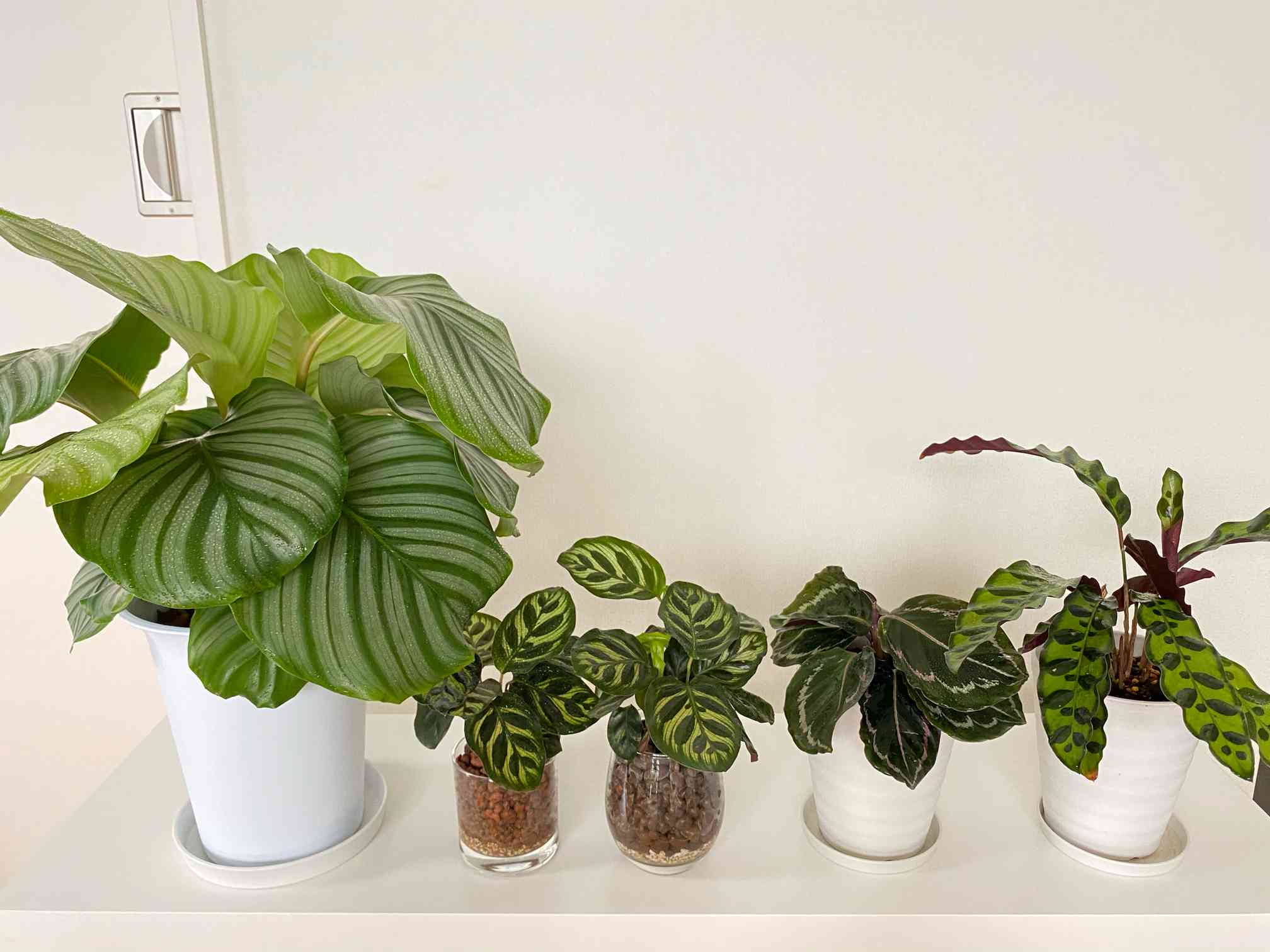 売買 人気 立派 カラテア オルビフォリア 観葉植物 ecousarecycling.com