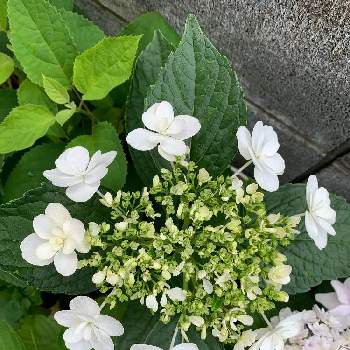 コンパクトの画像 by ニゲラさん | 小さな庭とアジサイ ウェディングドレスと開花中とおうち園芸とガクアジサイ白系と鉢植えとコンパクト