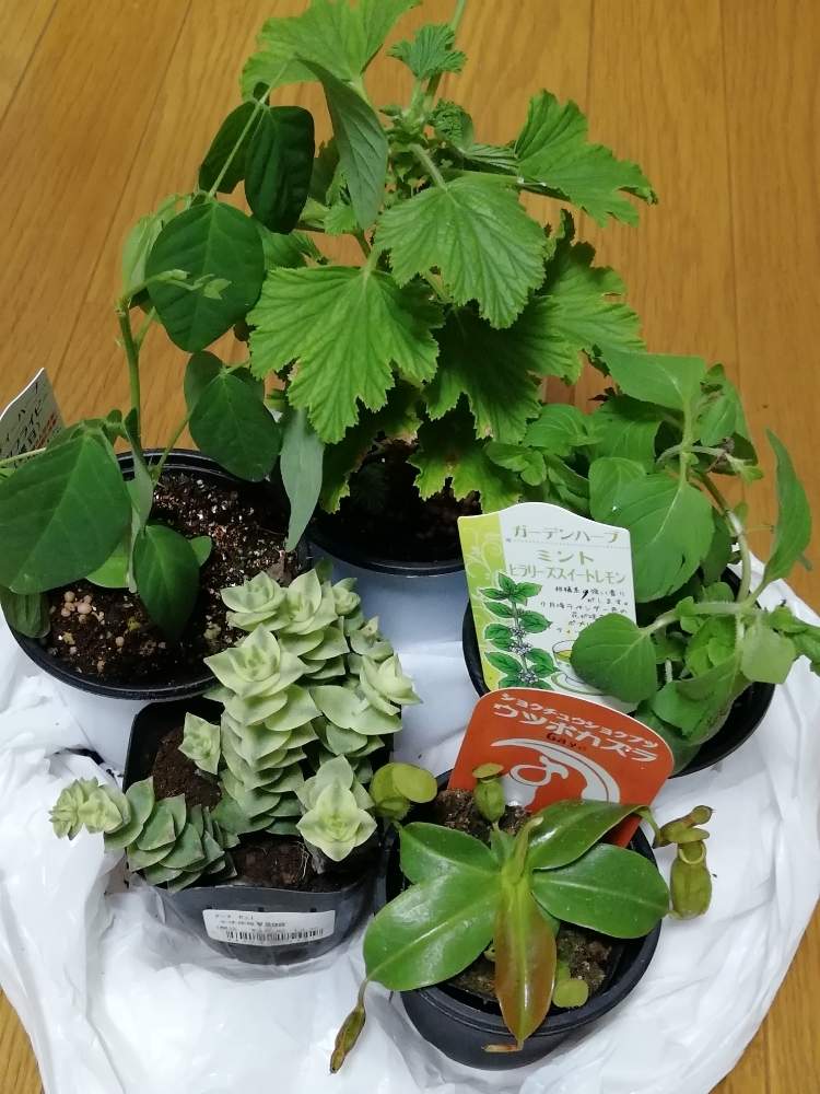 ハーブ 多肉植物 食虫植物の投稿画像 By 多肉中毒さん 多肉植物と観葉植物と癒やしとおうちde菜園とおうち園芸と増殖とハーブとミント系 月6月25日 Greensnap グリーンスナップ