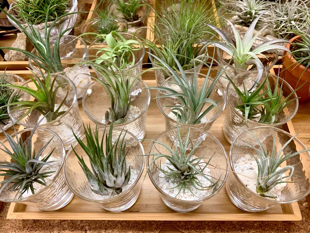 エアプランツ イオナンタの投稿画像 By Greenroseさん 観葉植物とグリーン グリーン グリーン とgs映えと植物とgs日和とおうち園芸と植中毒とチランジア属とタニラーとリビングとかわいいな とうっとりとgreen Up とエアプランツと多肉初心者とインテリアグリーンと