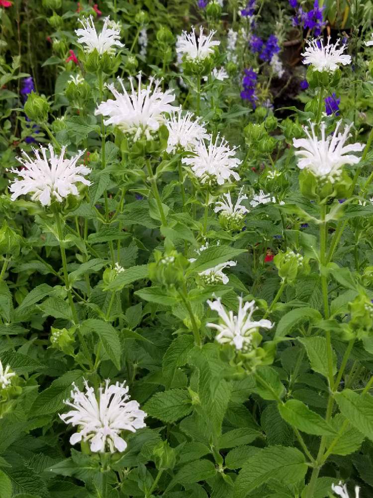 モナルダ ベルガモット の投稿画像 By るんるんるんさん 白 しろ ホワイトとベルガモット とこんな時こそ花 をとあめあがりとおうち園芸とモナルダ とハーブと花のある暮らしと白い花と見てくれてありがとう と花が好きとやっぱり花が好き 月6月25日