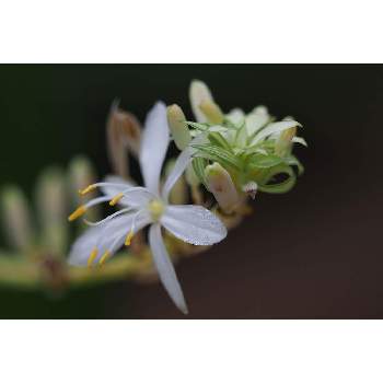 ６月の花の画像 by 我楽多さん | 小さな庭とオリズルランと６月の花とOLY 40-150mm F2.8 ProとOM-D E-M1Ⅱ