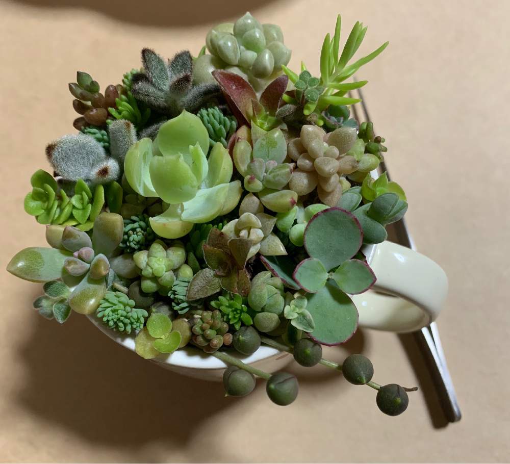 多肉植物の投稿画像 By Ayukota8さん 癒しとつぶつぶと多肉ちゃんと多肉のある暮らしとかわいいとあばれ多肉とせだむちゃん ところころ 月6月25日 Greensnap グリーンスナップ