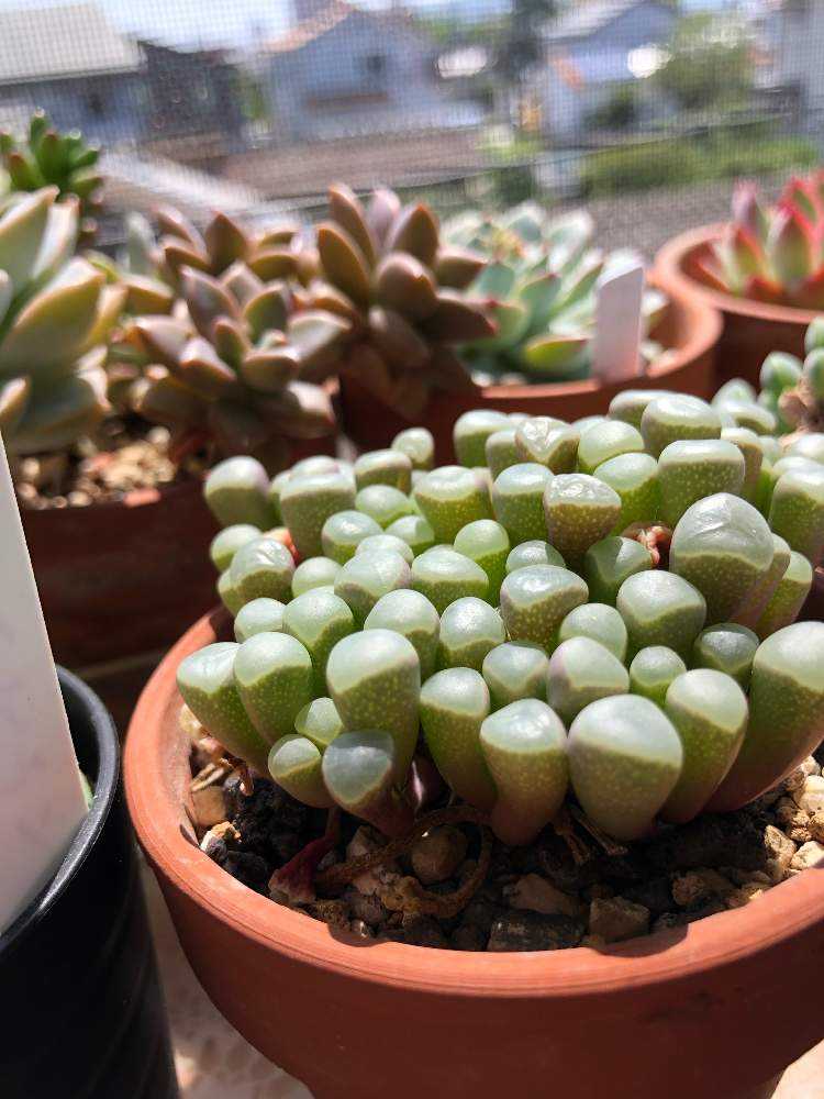 フェネストラリア ロパロフィラ 五十鈴玉の記録｜🍀GreenSnap