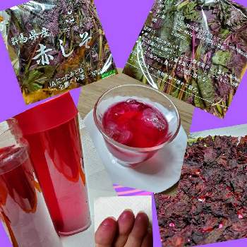 赤紫蘇ジュースの画像 by nanaさん | キッチンと赤紫蘇と赤紫蘇ジュースと赤紫蘇ジュースの残りの葉とひとてま込めてとHTCとおうち園芸と今日の一枚と夏野菜