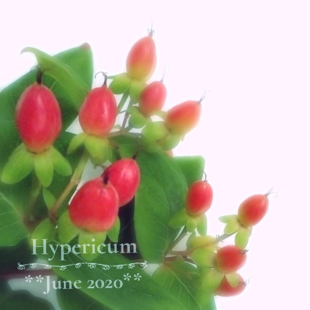 ヒペリカムの投稿画像 By Flora さん 可愛いと赤い実と花のある暮らし 月6月26日 Greensnap グリーンスナップ