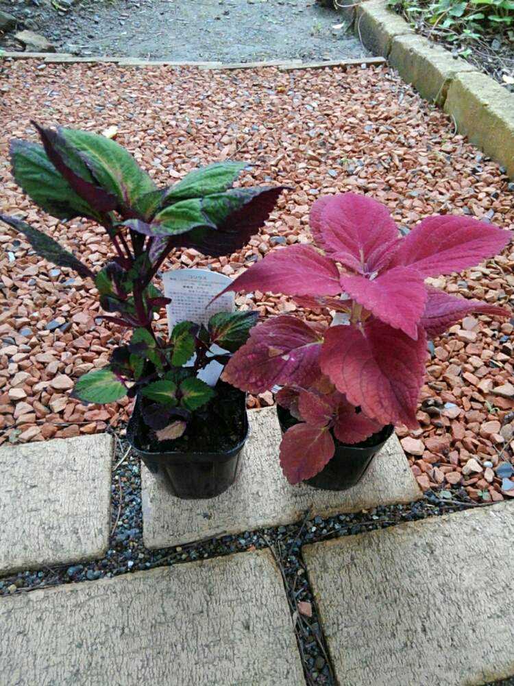 コリウスの成長記録 Greensnap グリーンスナップ