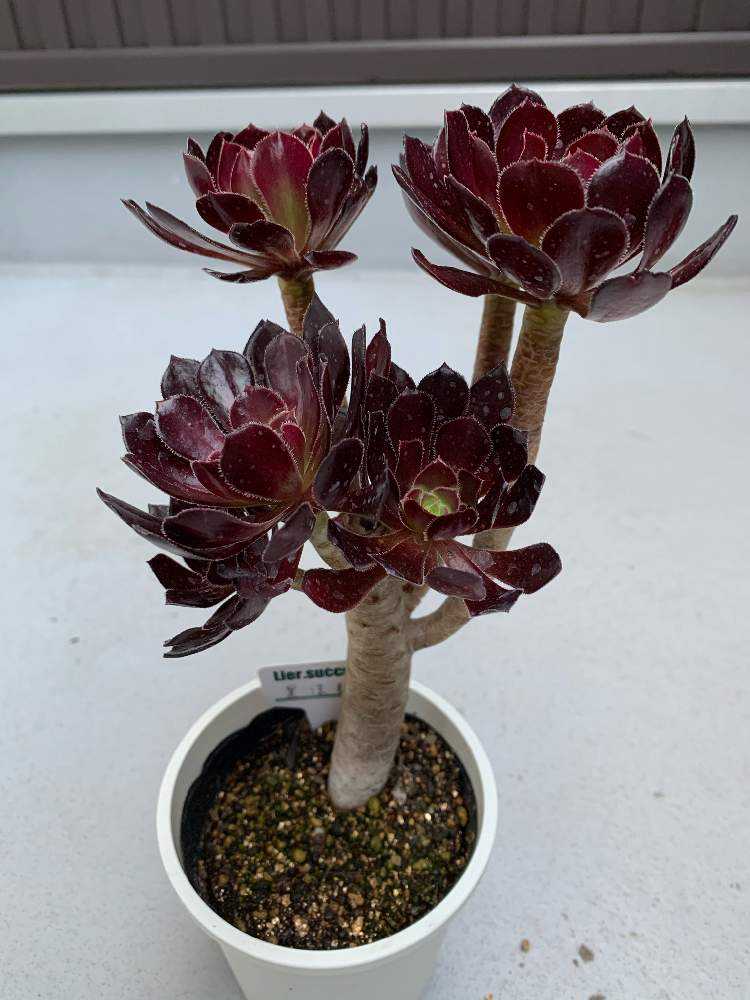 黒法師 Greensnap グリーンスナップ