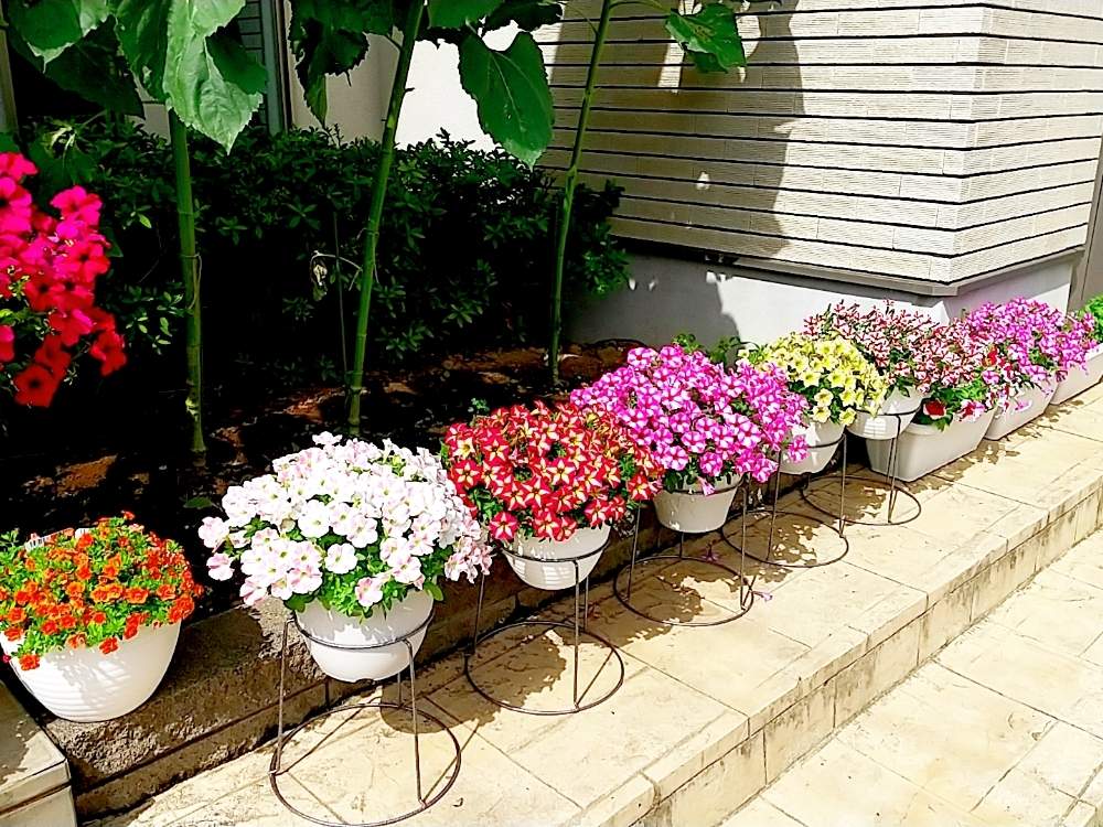 ペチュニアの投稿画像 By Emiさん サフィニアとカリブラコアのダブルオレンジとサフィニア とサンフラビトとペチュニア とpwとサンフラマニアとサントリー フラワーズとなつとおうち園芸とカリブラコア とペチュニア とガーデニング初心者とガーデニングフェスフォト