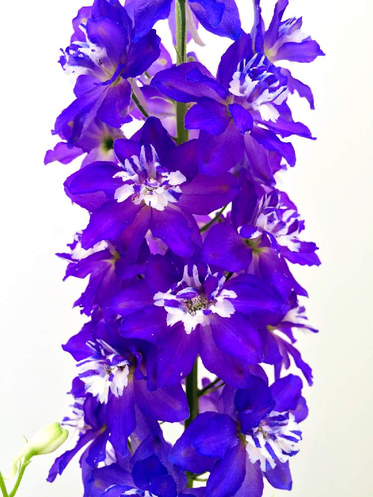デルフィニウムの投稿画像 By ぴぽさん 紫の花と青い花と デルフィニウム 月6月26日 Greensnap グリーンスナップ