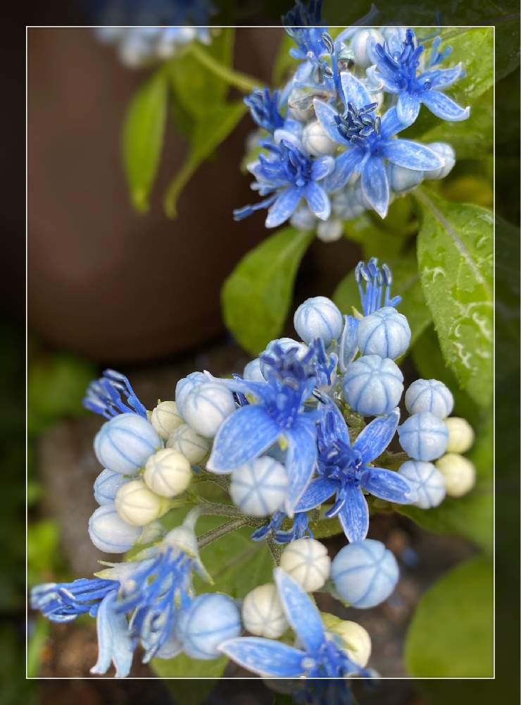 庭の花の投稿画像 By ミーシャさん 花のある暮らしとお庭でお茶 月6月26日 Greensnap グリーンスナップ