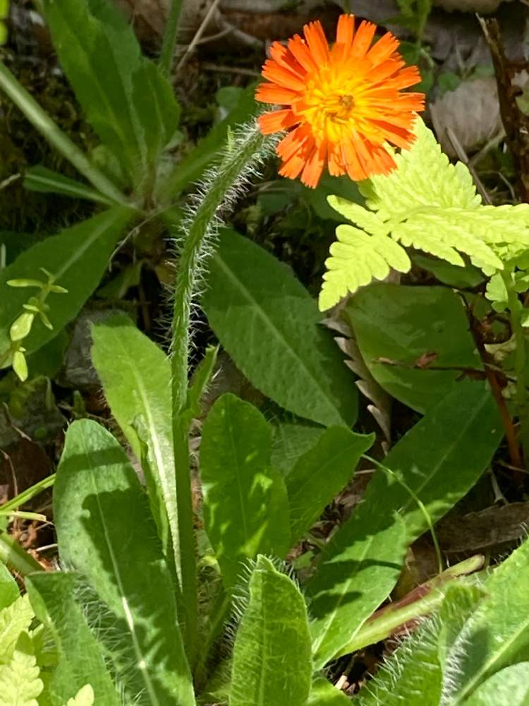 コウリンタンポポの投稿画像 By すずはなさん 野草とスマホ写真とお出かけ先と帰化植物と野草とスマホ写真と帰化植物 月6月26日 Greensnap グリーンスナップ Greensnap グリーンスナップ