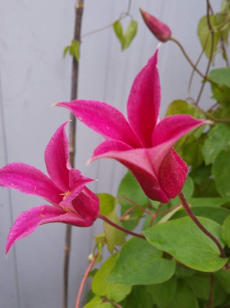 クレマチス プリンセス ダイアナの投稿画像 By Kikiさん 沢山のお花とクレマチス と新枝咲きと壺型の花と今年も咲いた とおうち園芸とプリンセス ダイアナ と多年草とピンク色の花と花のある暮らしと地植え 月6月26日 Greensnap グリーンスナップ