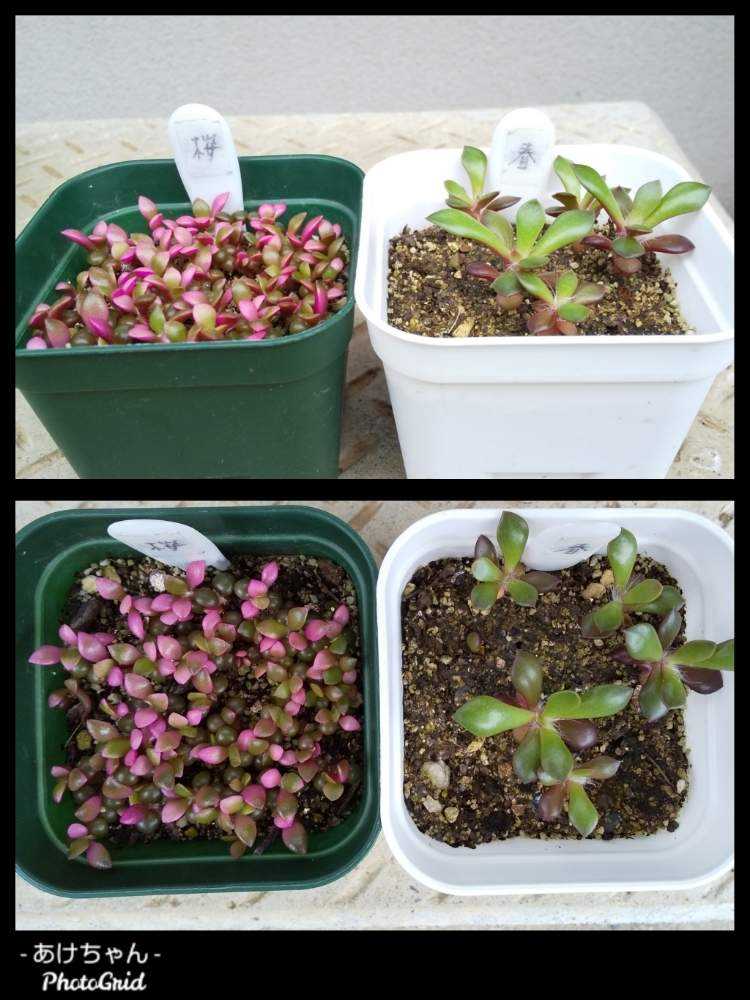 桜吹雪と春夢殿の成長記録|🍀GreenSnap(グリーンスナップ) 桜吹雪と春夢殿の成長記録|🍀GreenSnap(グリーンスナップ)