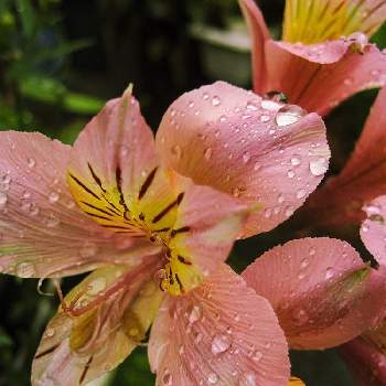 水玉雨雫の画像 by otoさん | お出かけ先とアルストロメリアと水玉雨雫と魅惑の花鉢