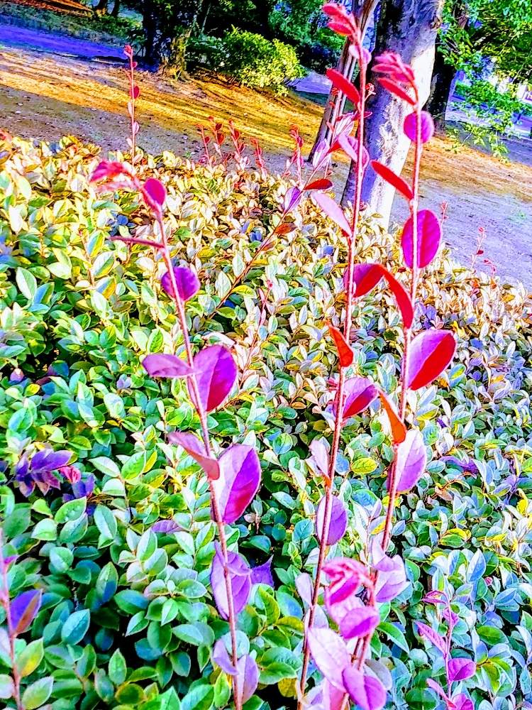 トキワマンサク属の投稿画像 By みいちゃんさん とってもキレイ と葉がキレイと朝日に輝くと葉っぱがキレイとトキワマンサク属ととってもキレイ と葉 がキレイと朝日に輝くと葉っぱがキレイ 月6月26日 Greensnap グリーンスナップ Greensnap グリーン