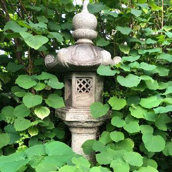 初夏の赤目柏ととうろう の投稿画像一覧 Greensnap グリーンスナップ