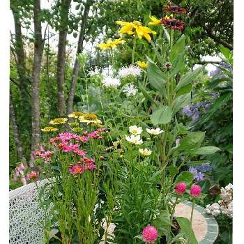 ルドベキア  キャラメルミックスの画像 by のりりんの森さん | 千日紅とペンタスとモナルダ(ベルガモット)とルドベキア  キャラメルミックスと宿根コレオプシスとエキナセア　イエローとルドベキアと背丈のある植物とキュンキュン乙女倶楽部とマイガーデンと夏のお花と大好きなお花と可愛いお花達と花のある暮らし