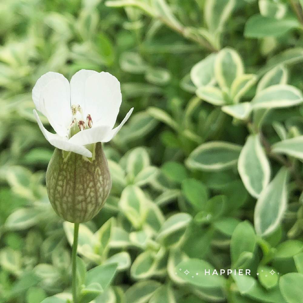 シレネの投稿画像 By Happier さん シレネ ユニフローラとカラーリーフと植物のある暮らしと花壇とおうち園芸と可愛いと花のある暮らしとかわいいと白い花と斑入り とおうちを彩る花 月6月26日 Greensnap グリーンスナップ