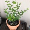 マツリカ アラビアンジャスミン の育て方 苗は地植えと鉢植えどっちがいい Greensnap グリーンスナップ