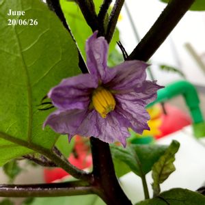 中長なす,水耕栽培,野菜 水耕栽培,家庭菜園奮闘日記,ホームハイポニカの画像