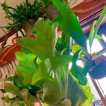 ビカクシダ ワンダエの投稿画像一覧 Greensnap グリーンスナップ