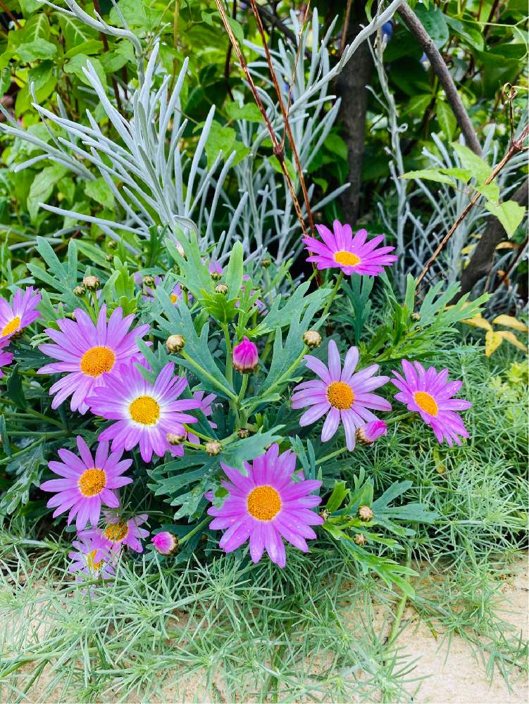 マーガレットの投稿画像 By Nao70 さん 雨あがりと可愛いと淡い紫とgreen 月6月26日 Greensnap グリーンスナップ