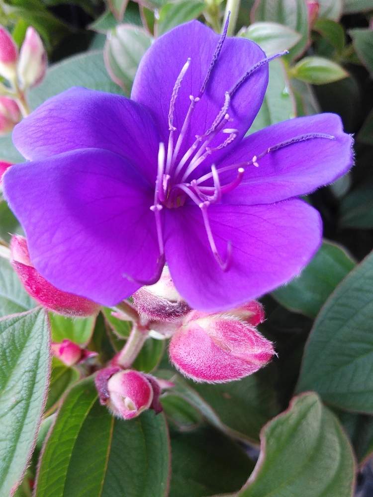 ノボタンの投稿画像 By ゆこ さん 今日もお疲れ様 と花との一期一会とよい 1日をと今日も笑顔の1日を と花屋さんと会えて嬉しいと紫色のお花 と素敵な花言葉と青い花マニア 月6月26日 Greensnap グリーンスナップ