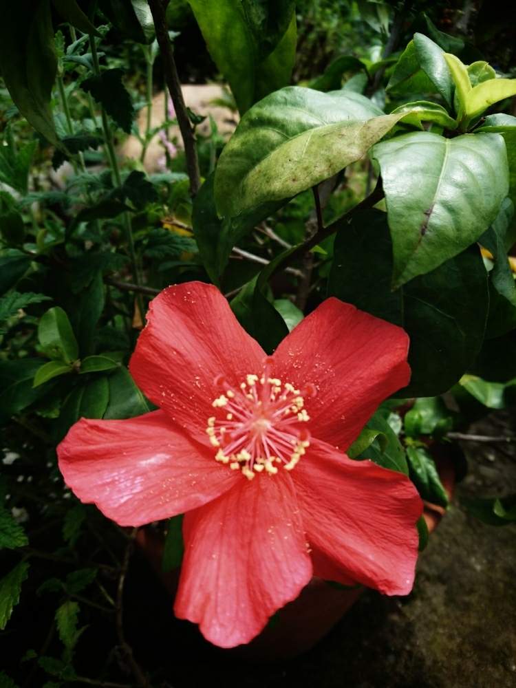 広い庭の投稿画像 By あさがおさん 原種ハイビスカスと赤いハイビスカス とおうち園芸と毎年咲くと ღ ற かわゅ と花のある暮らしと6月の庭と 原種ハイビスカスと赤いハイビスカス とおうち園芸と毎年咲くと ღ ற かわゅ と花のある暮らしと6月の庭 月